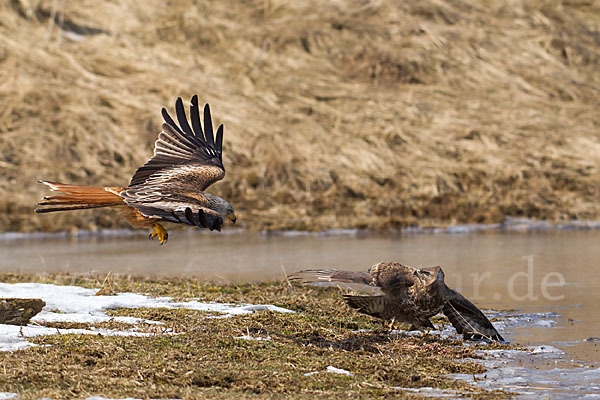 Mäusebussard (Buteo buteo)