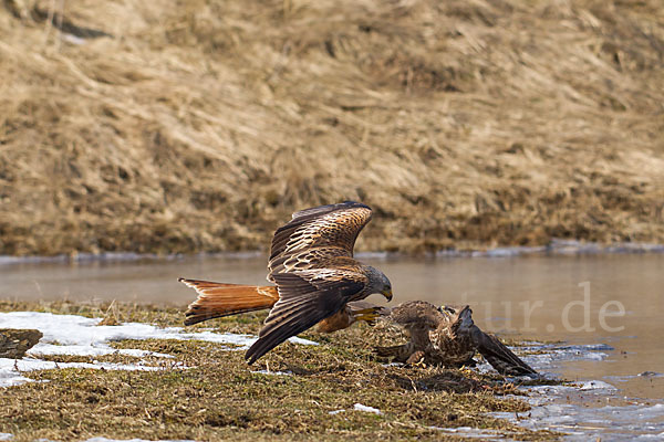 Mäusebussard (Buteo buteo)