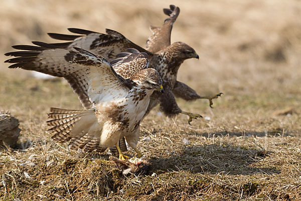 Mäusebussard (Buteo buteo)