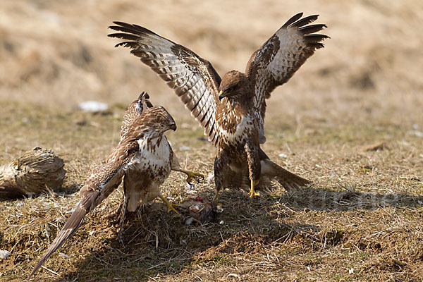 Mäusebussard (Buteo buteo)