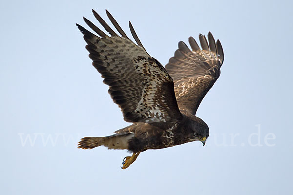 Mäusebussard (Buteo buteo)