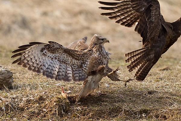 Mäusebussard (Buteo buteo)