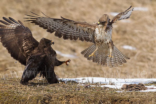 Mäusebussard (Buteo buteo)