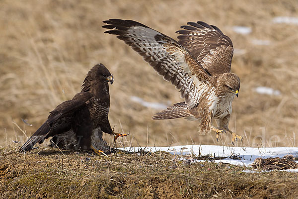 Mäusebussard (Buteo buteo)