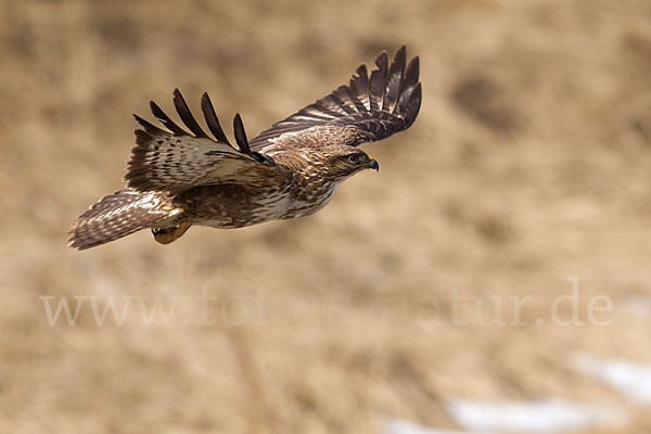 Mäusebussard (Buteo buteo)