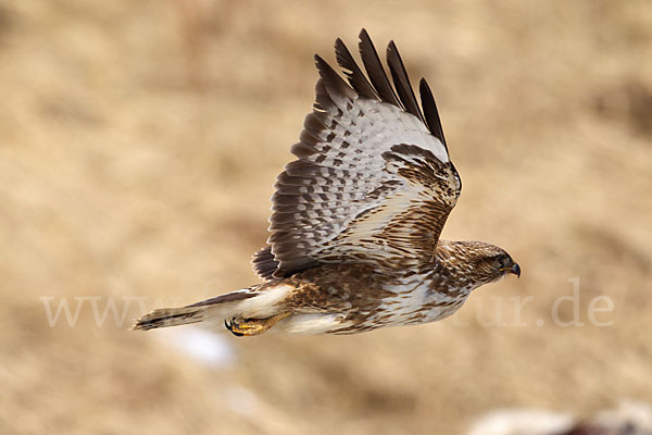 Mäusebussard (Buteo buteo)