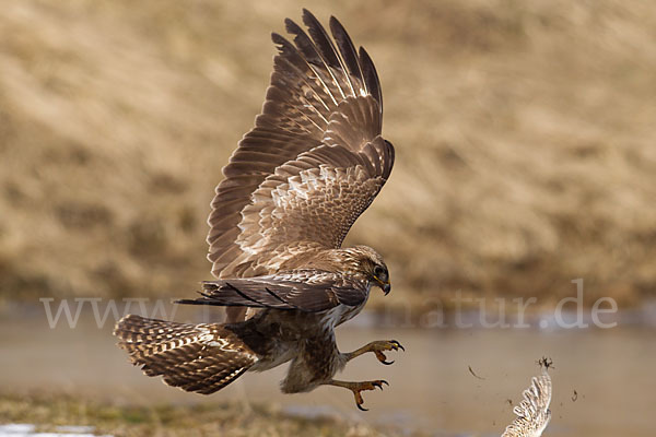 Mäusebussard (Buteo buteo)