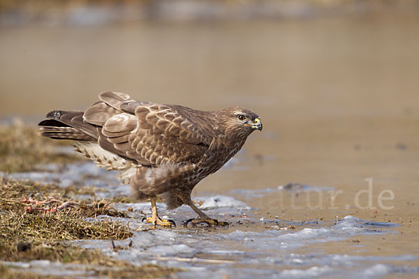 Mäusebussard (Buteo buteo)