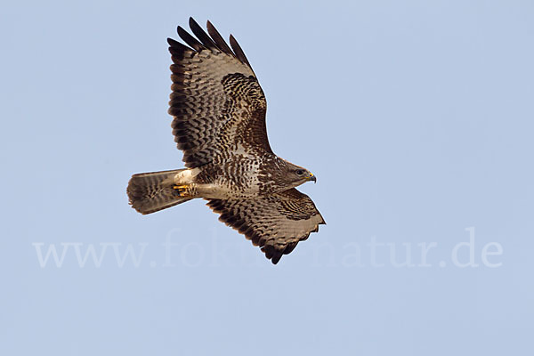 Mäusebussard (Buteo buteo)