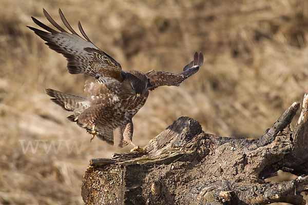 Mäusebussard (Buteo buteo)