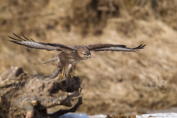 Mäusebussard (Buteo buteo)