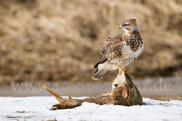 Mäusebussard (Buteo buteo)