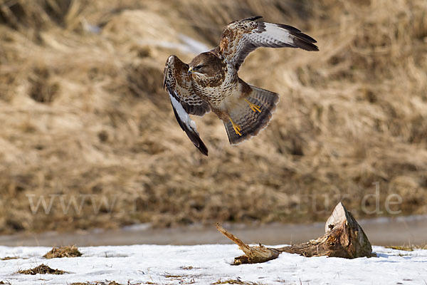 Mäusebussard (Buteo buteo)