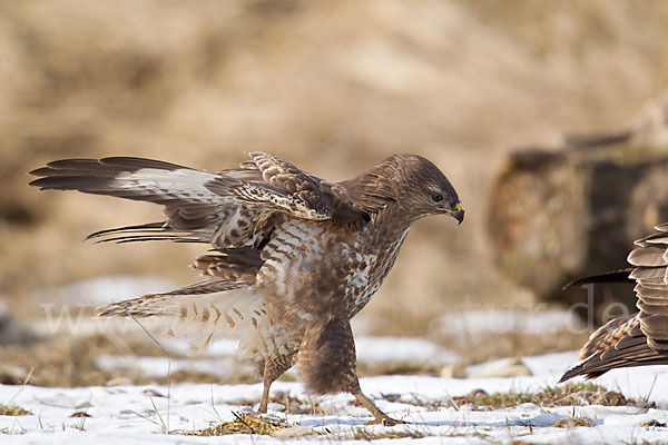 Mäusebussard (Buteo buteo)