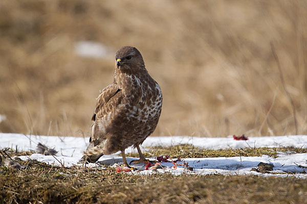 Mäusebussard (Buteo buteo)