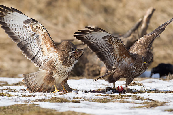 Mäusebussard (Buteo buteo)