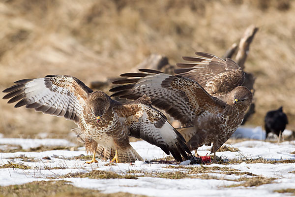 Mäusebussard (Buteo buteo)