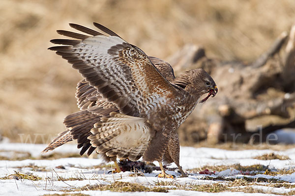 Mäusebussard (Buteo buteo)