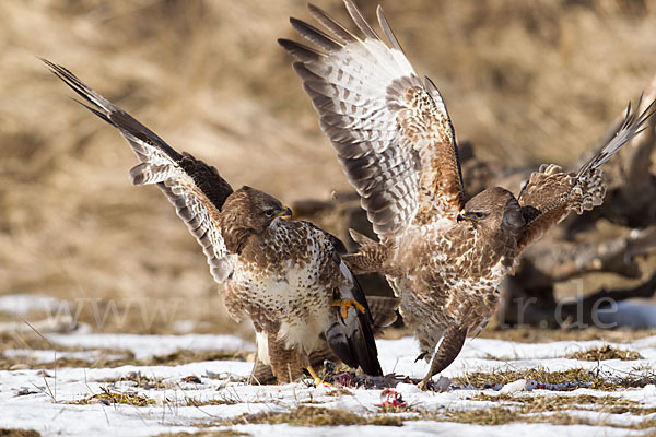 Mäusebussard (Buteo buteo)