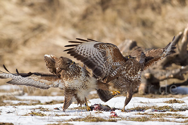 Mäusebussard (Buteo buteo)