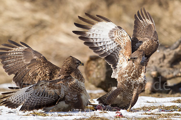 Mäusebussard (Buteo buteo)