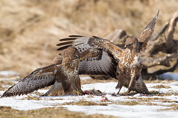 Mäusebussard (Buteo buteo)