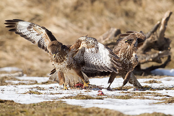 Mäusebussard (Buteo buteo)