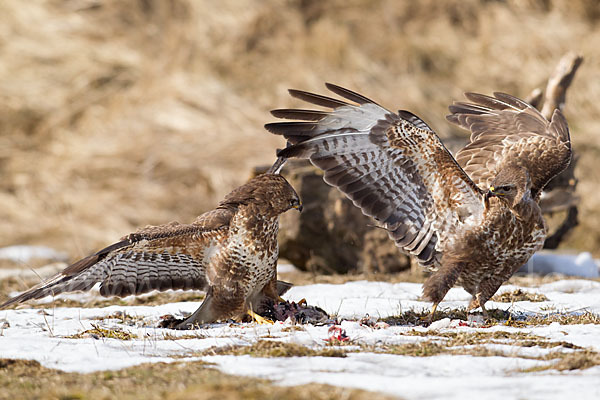 Mäusebussard (Buteo buteo)