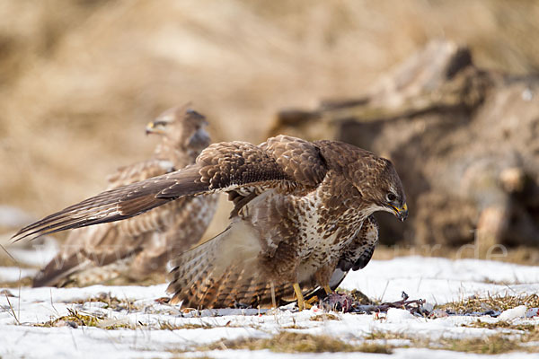 Mäusebussard (Buteo buteo)