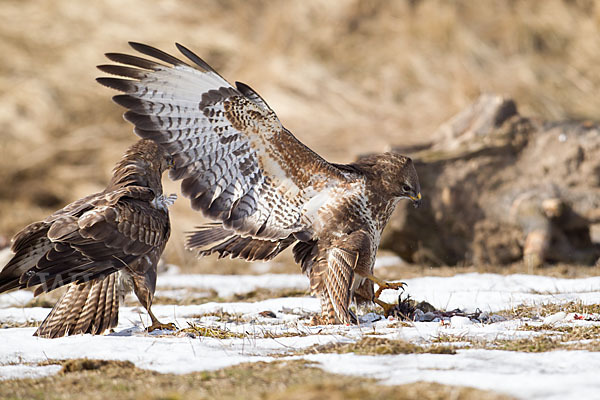 Mäusebussard (Buteo buteo)