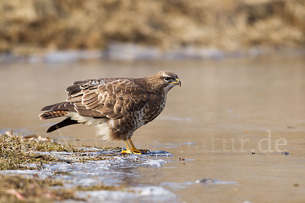 Mäusebussard (Buteo buteo)