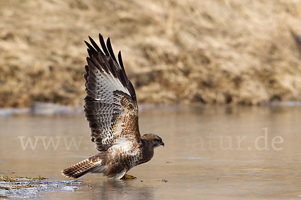 Mäusebussard (Buteo buteo)