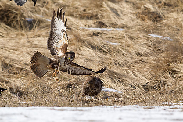 Mäusebussard (Buteo buteo)