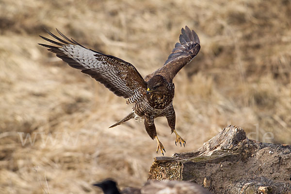 Mäusebussard (Buteo buteo)