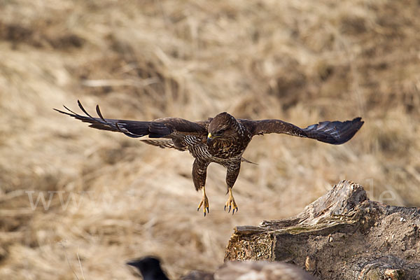 Mäusebussard (Buteo buteo)