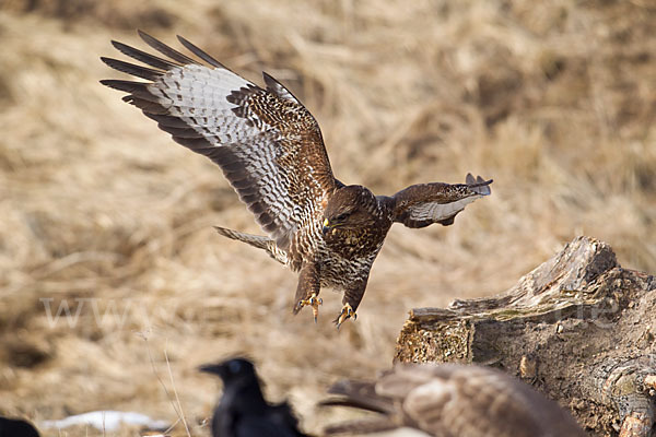 Mäusebussard (Buteo buteo)