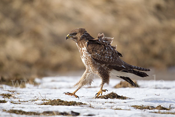 Mäusebussard (Buteo buteo)