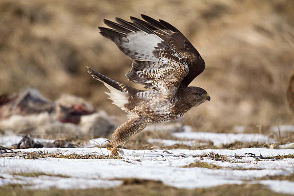 Mäusebussard (Buteo buteo)