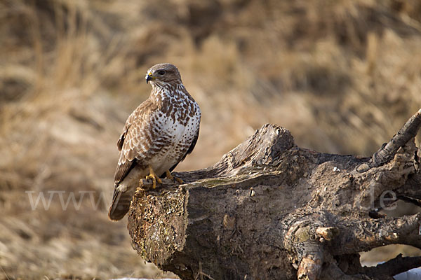 Mäusebussard (Buteo buteo)