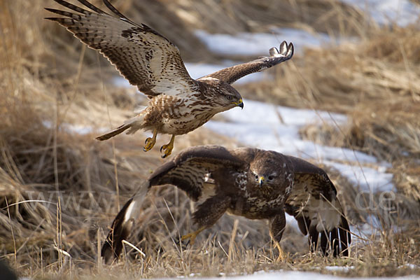 Mäusebussard (Buteo buteo)