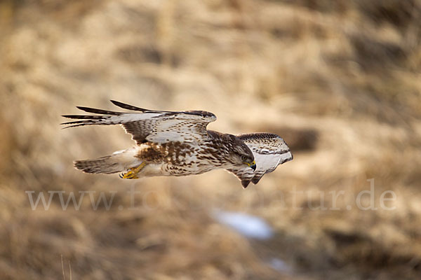 Mäusebussard (Buteo buteo)