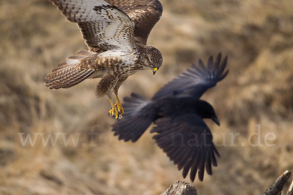 Mäusebussard (Buteo buteo)