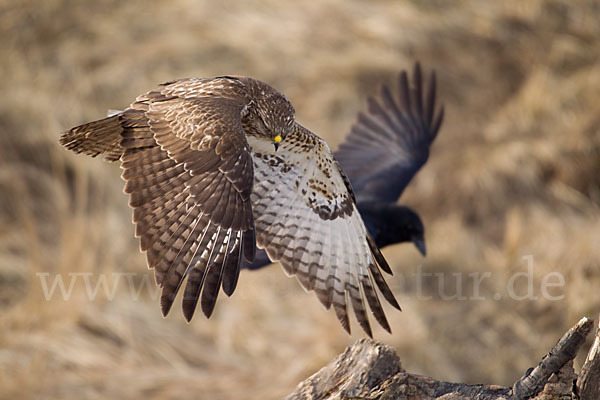 Mäusebussard (Buteo buteo)