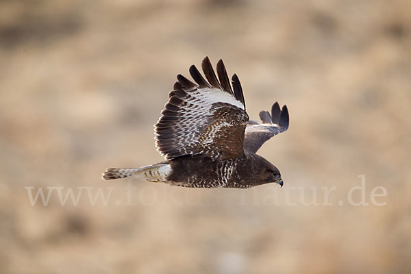 Mäusebussard (Buteo buteo)