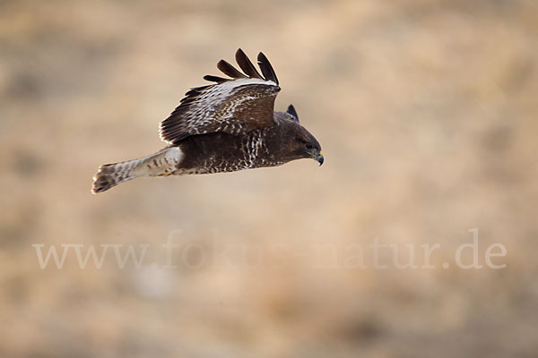 Mäusebussard (Buteo buteo)