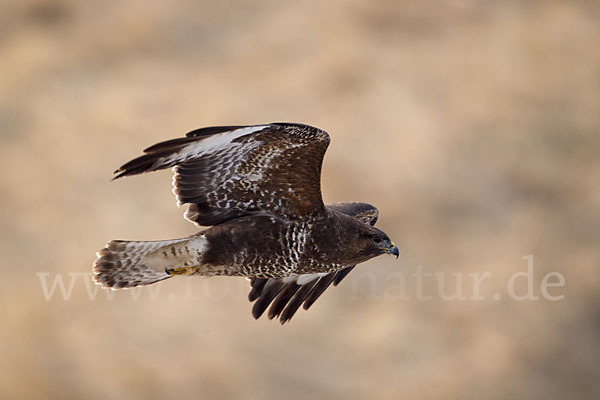 Mäusebussard (Buteo buteo)