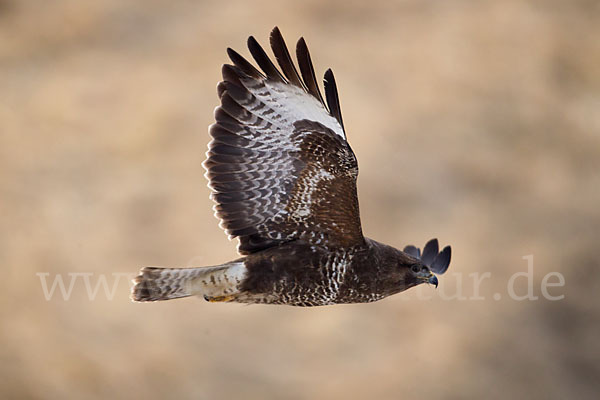 Mäusebussard (Buteo buteo)