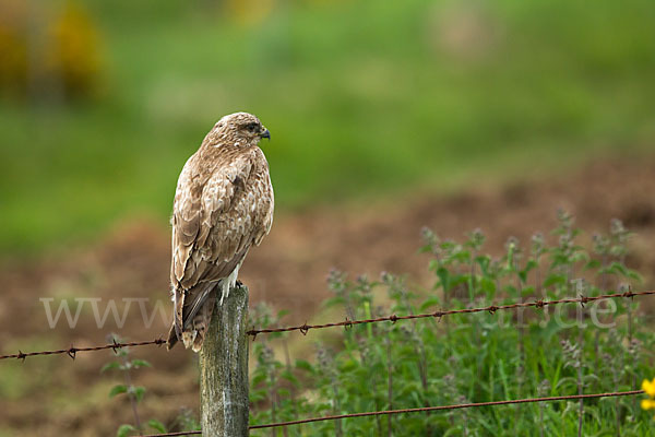 Mäusebussard (Buteo buteo)