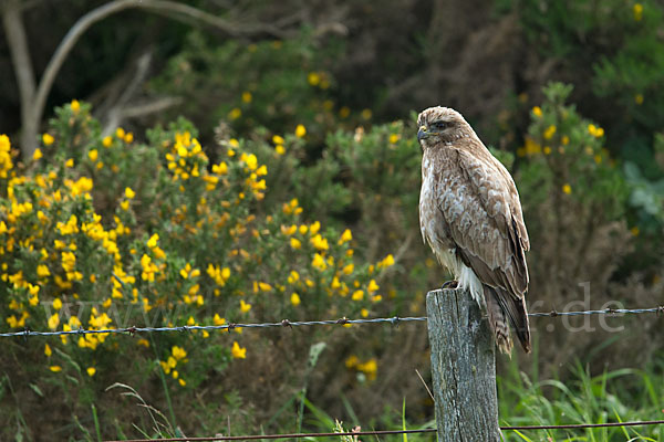 Mäusebussard (Buteo buteo)