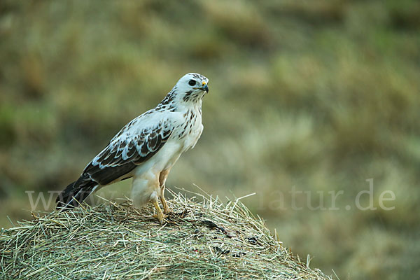 Mäusebussard (Buteo buteo)